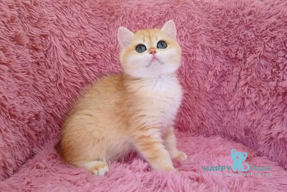 Stycia British Shorthair female black golden chinchilla live animals