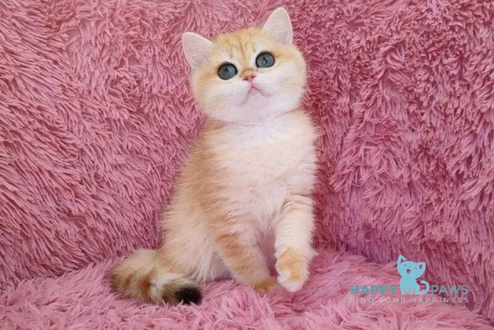 Stycia British Shorthair female black golden chinchilla live animals