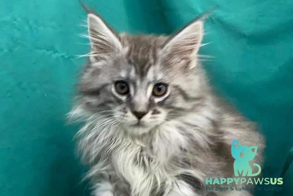 Sugar Surprise Maine Coon male black silver tabby live animals