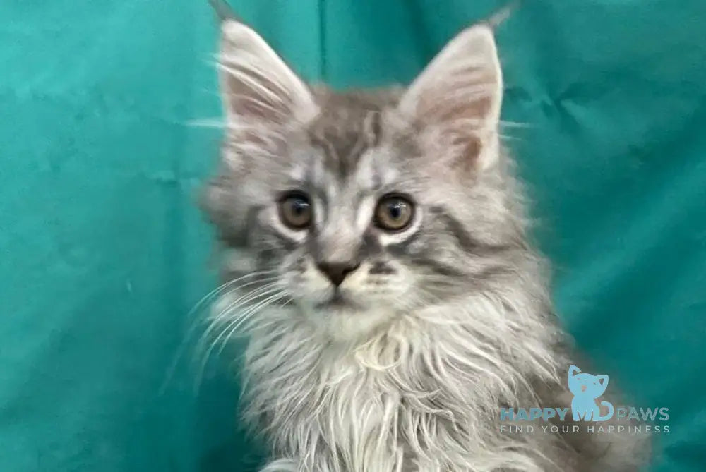 Sugar Surprise Maine Coon male black silver tabby live animals