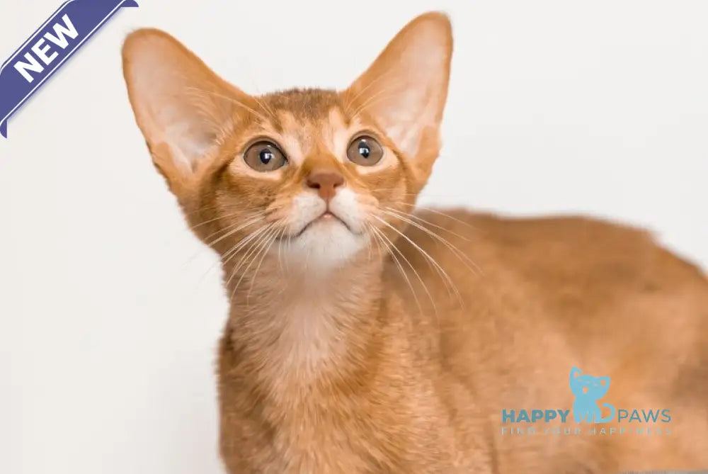 Sultan Abyssinian male cinnamon live animals