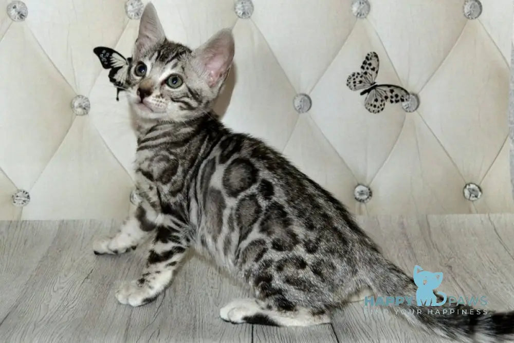 Sultan Bengal male black silver spotted tabby live animals