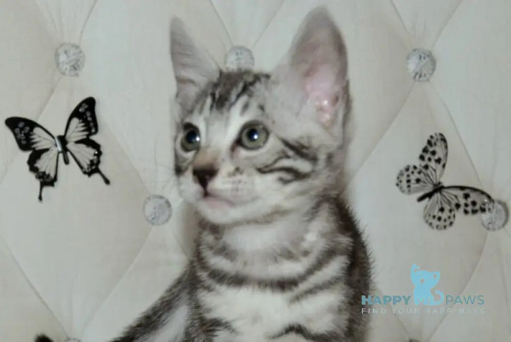 Sultan Bengal male black silver spotted tabby live animals