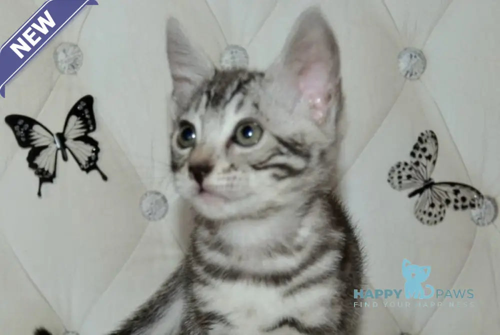 Sultan Bengal male black silver spotted tabby live animals