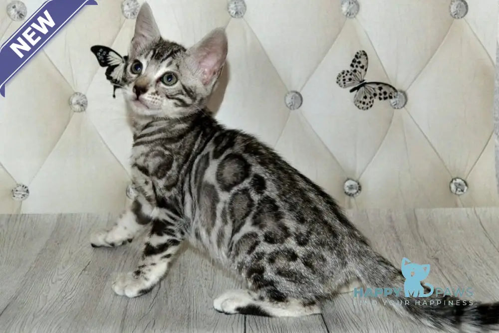Sultan Bengal male black silver spotted tabby live animals