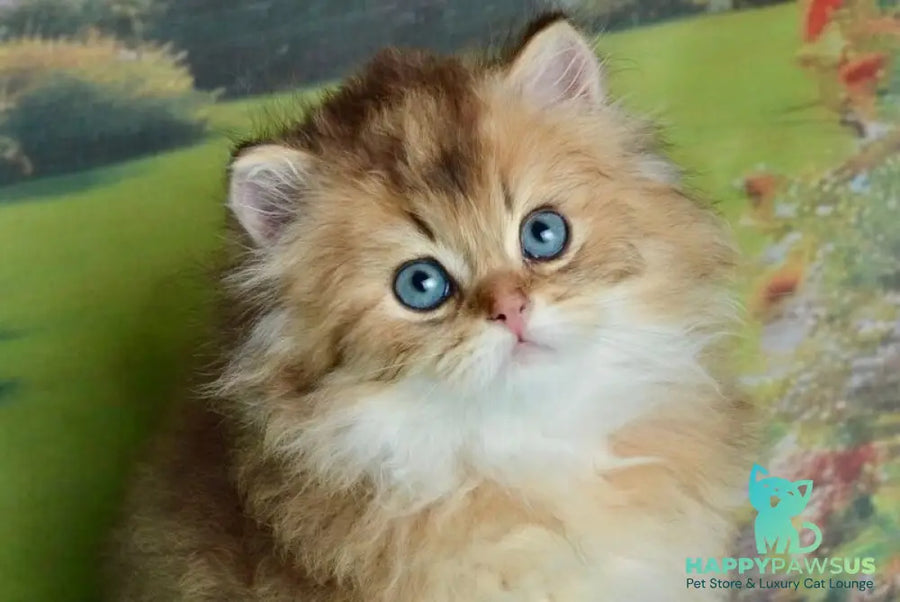 Sultan British Longhair male black golden shaded - live animals