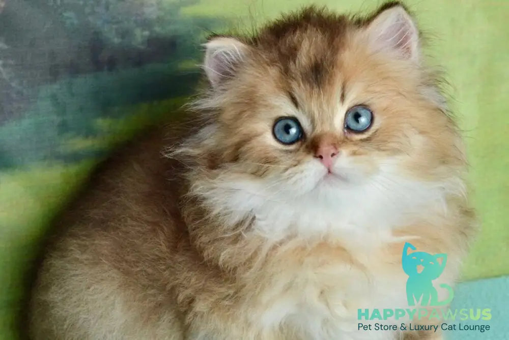 Sultan British Longhair male black golden shaded - live animals
