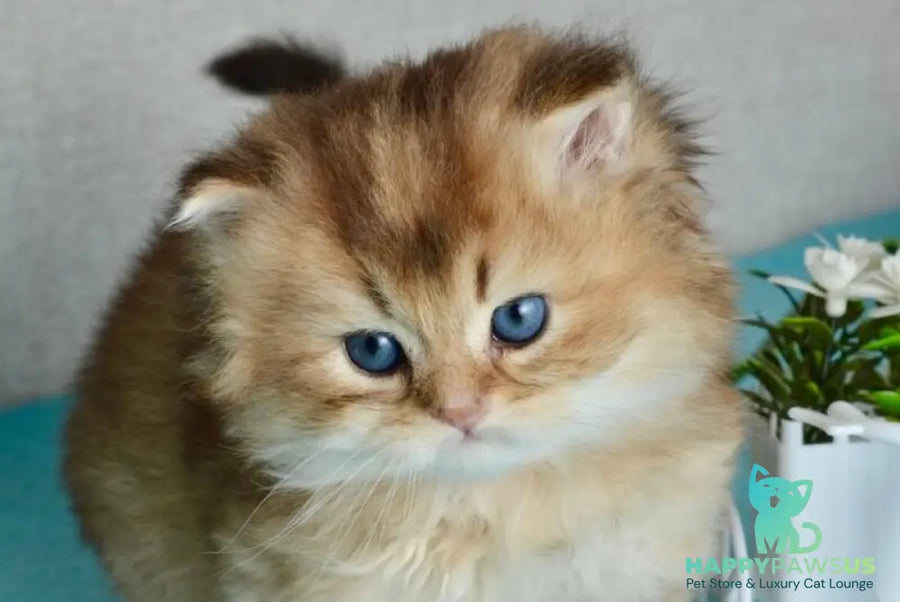 Sultan British Longhair male black golden shaded - live animals