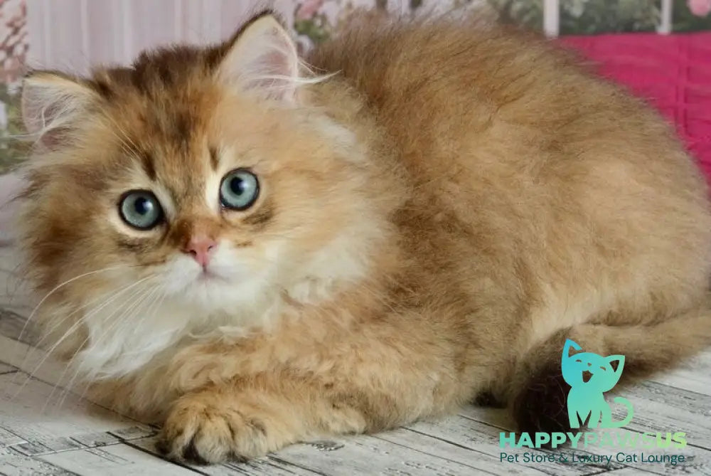 Sultan British Longhair male black golden shaded - live animals