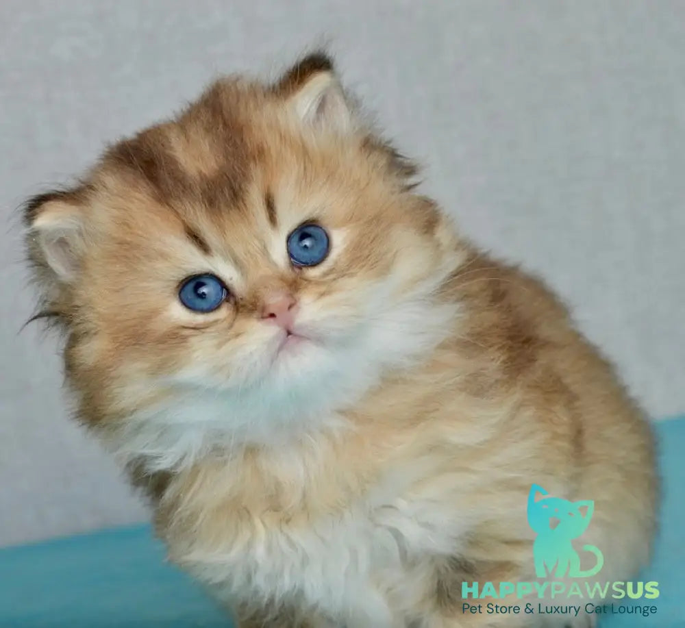 Sultan British Longhair male black golden shaded - live animals