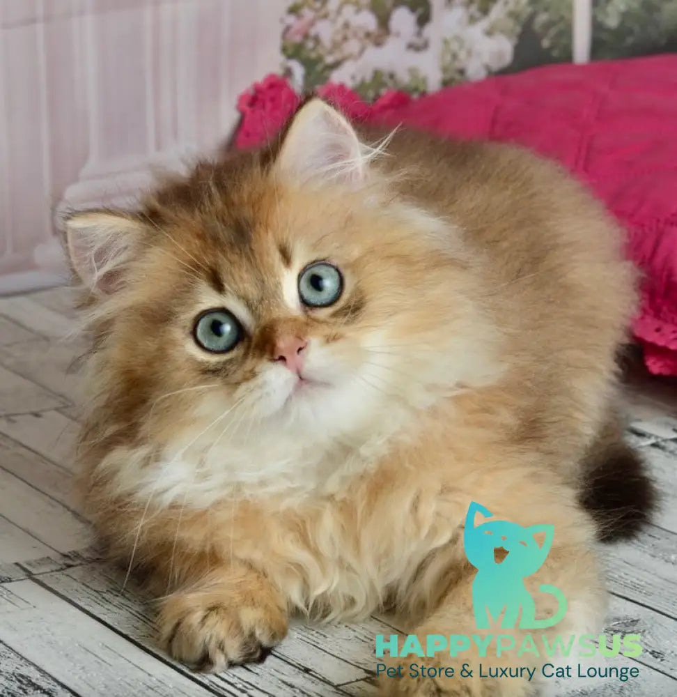 Sultan British Longhair male black golden shaded - live animals