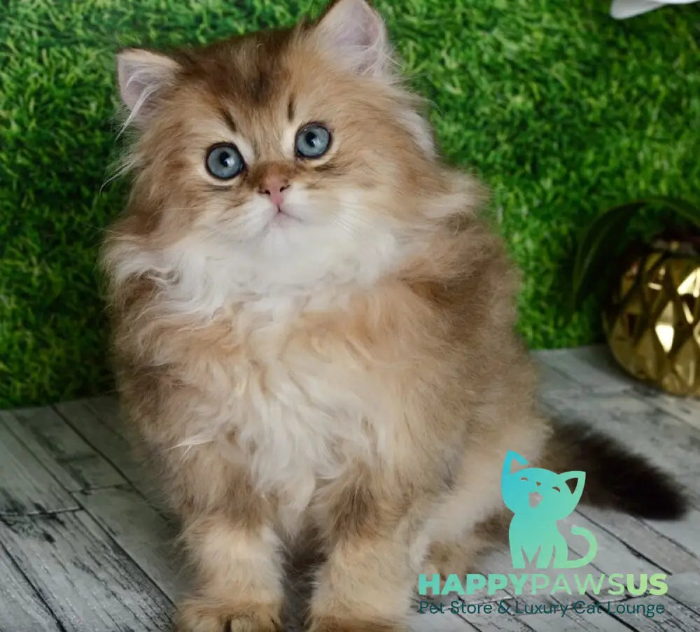 Sultan British Longhair male black golden shaded - live animals