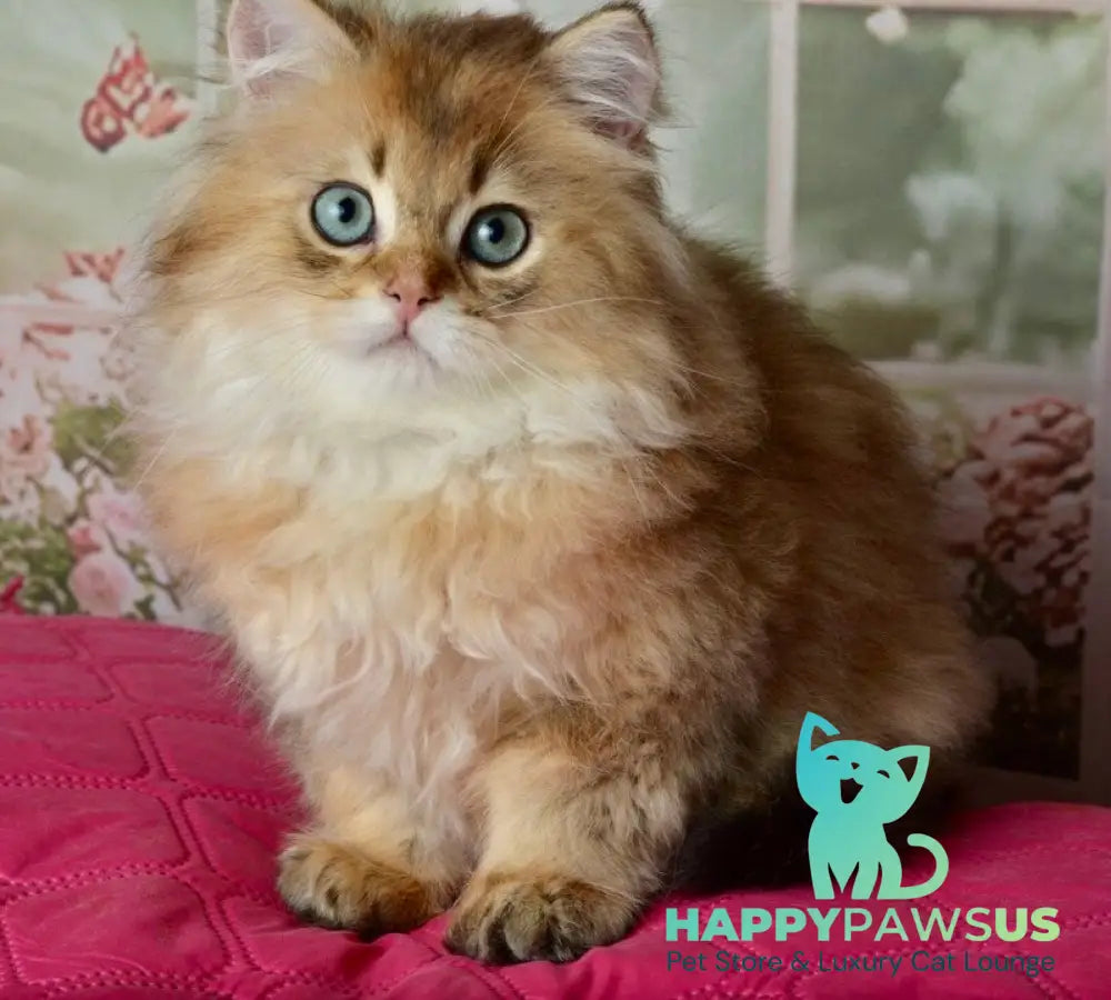 Sultan British Longhair male black golden shaded - live animals