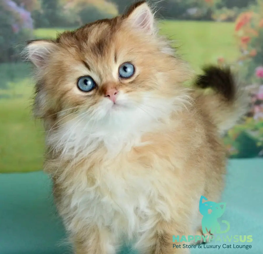 Sultan British Longhair male black golden shaded - live animals