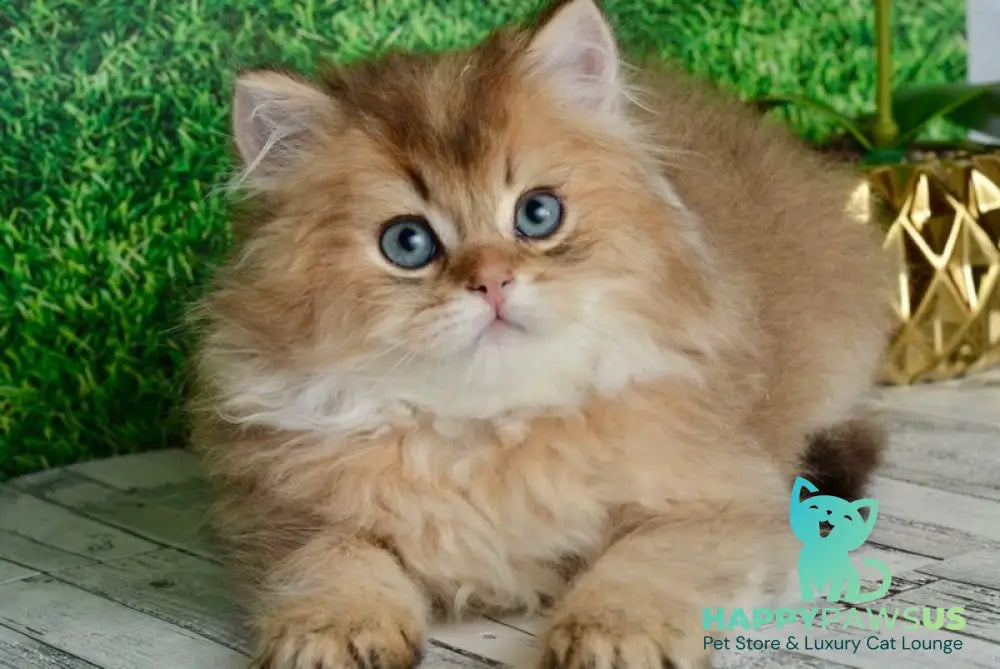 Sultan British Longhair male black golden shaded - live animals