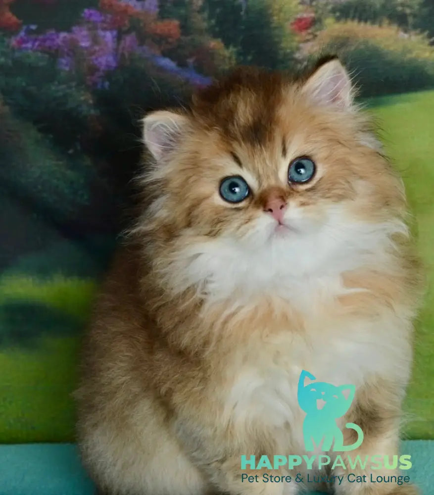 Sultan British Longhair male black golden shaded - live animals