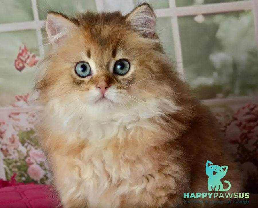 Sultan British Longhair male black golden shaded - live animals