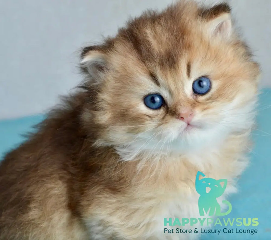 Sultan British Longhair male black golden shaded - live animals