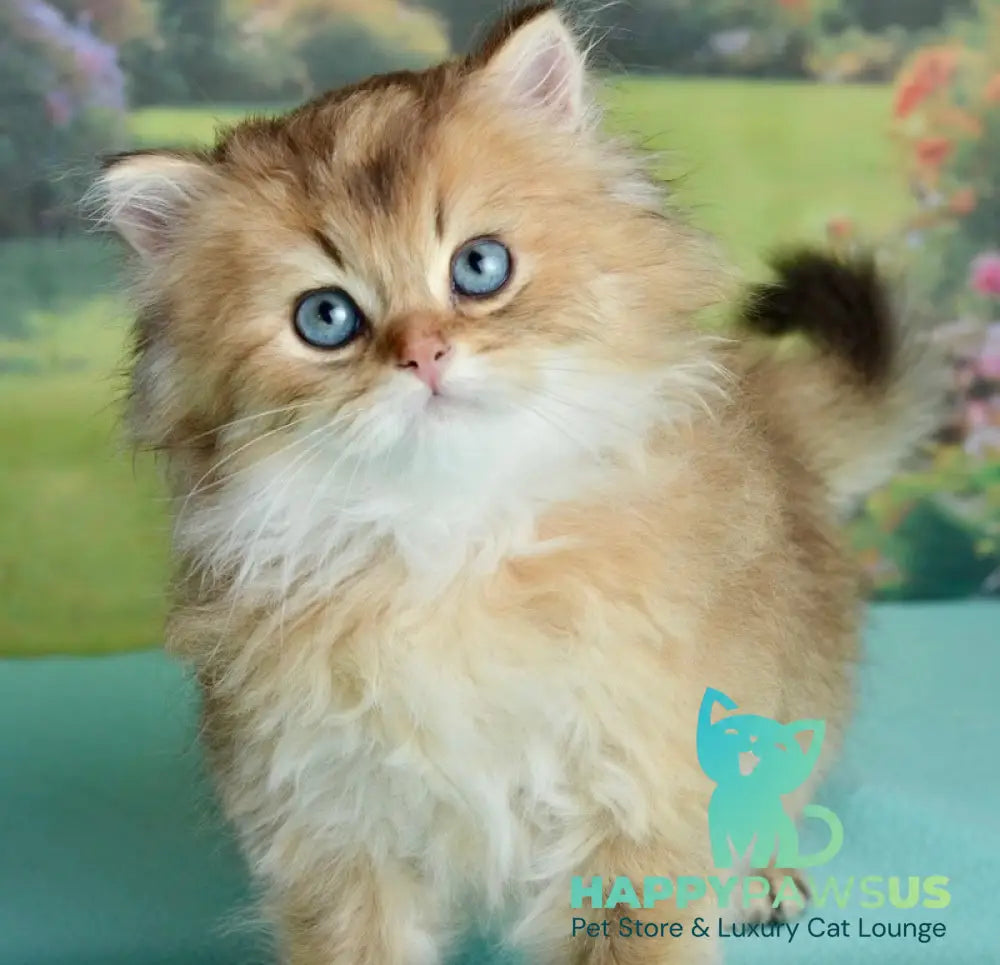 Sultan British Longhair male black golden shaded - live animals