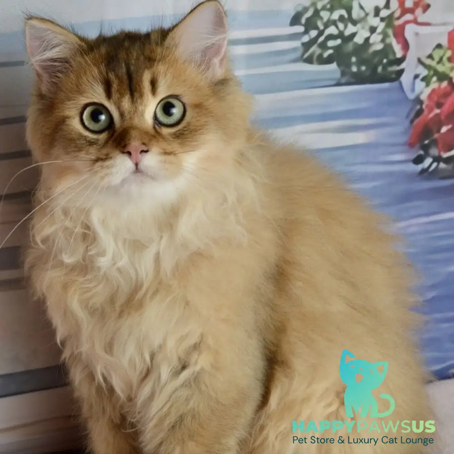 Sultan British Longhair male black golden shaded - live animals