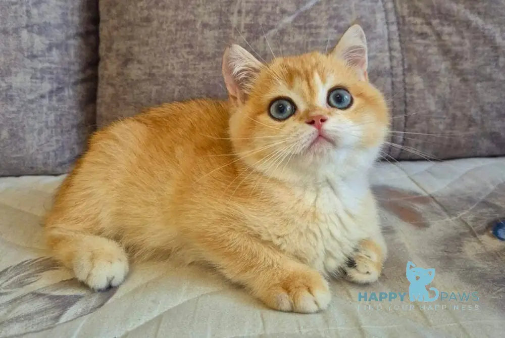 Sultan British Shorthair male black golden chinchilla live animals