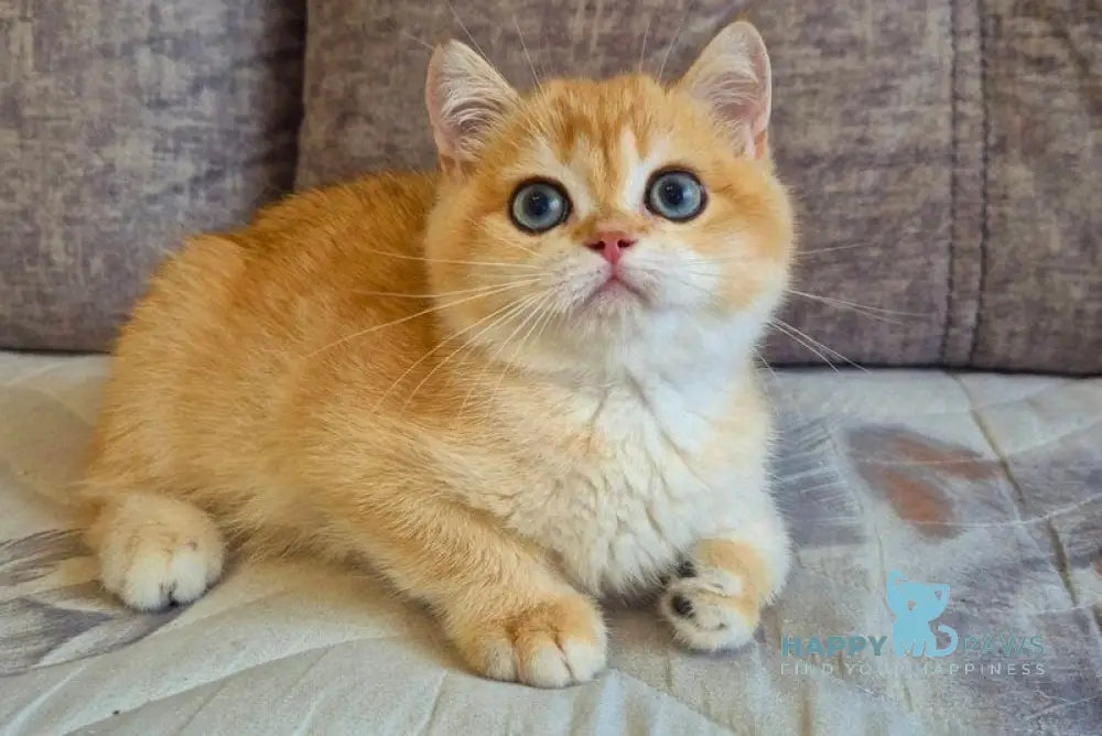 Sultan British Shorthair male black golden chinchilla live animals