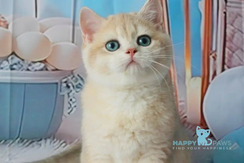 Sultan British Shorthair male blue golden chinchilla live animals