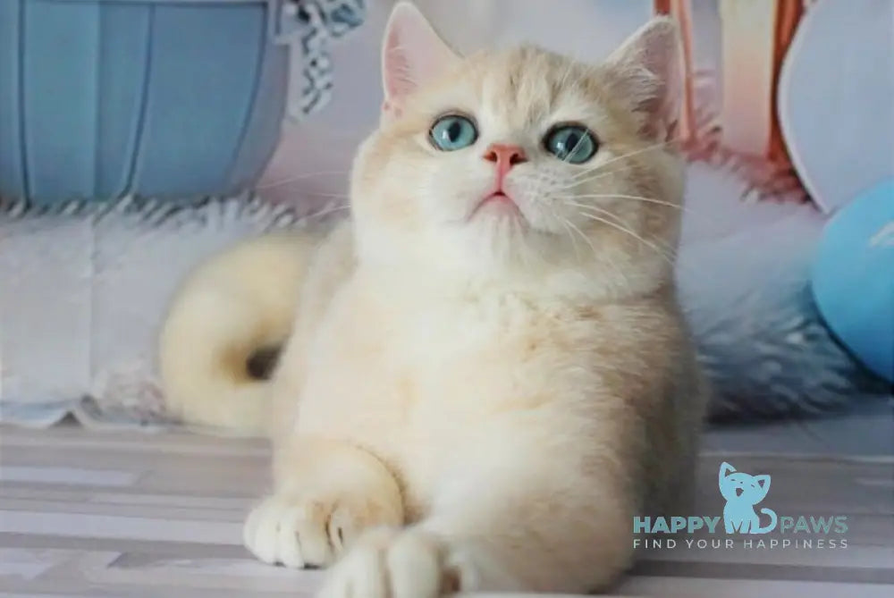 Sultan British Shorthair male blue golden chinchilla live animals