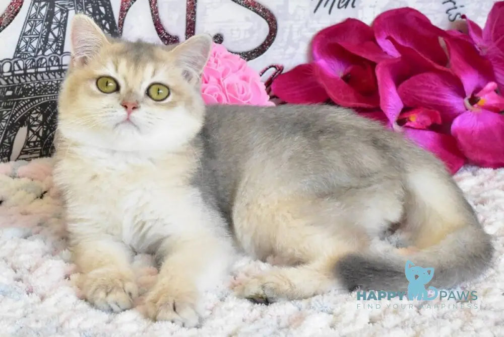 Sultan British Shorthair male blue golden shaded live animals