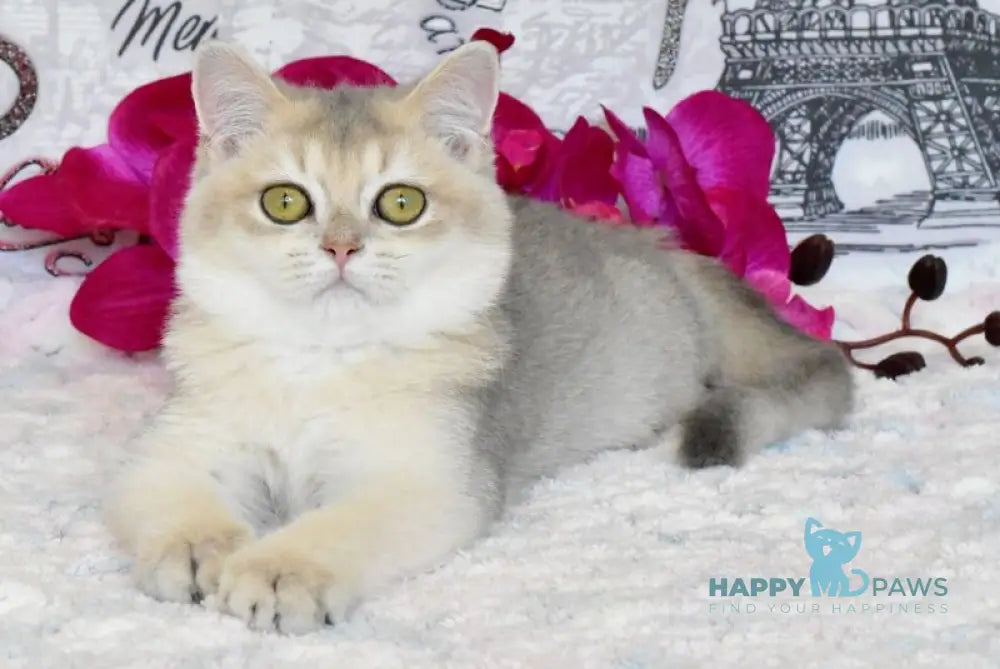 Sultan British Shorthair male blue golden shaded live animals