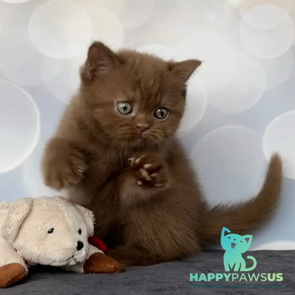 Sultan British Shorthair male cinnamon - live animals