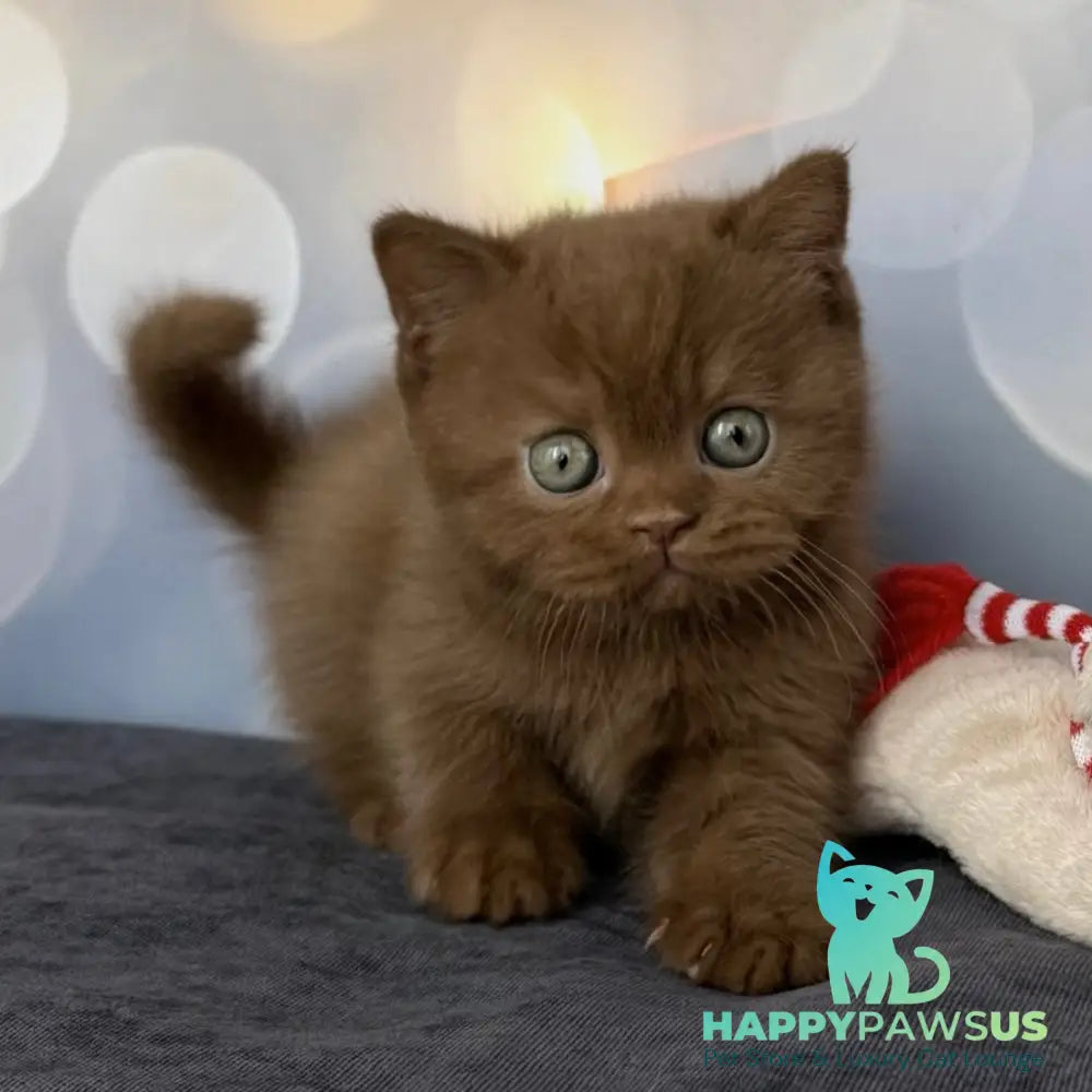 Sultan British Shorthair male cinnamon - live animals
