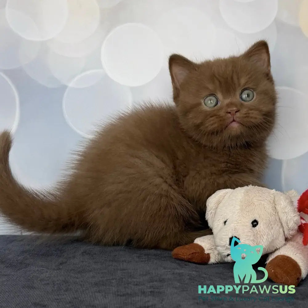 Sultan British Shorthair male cinnamon - live animals