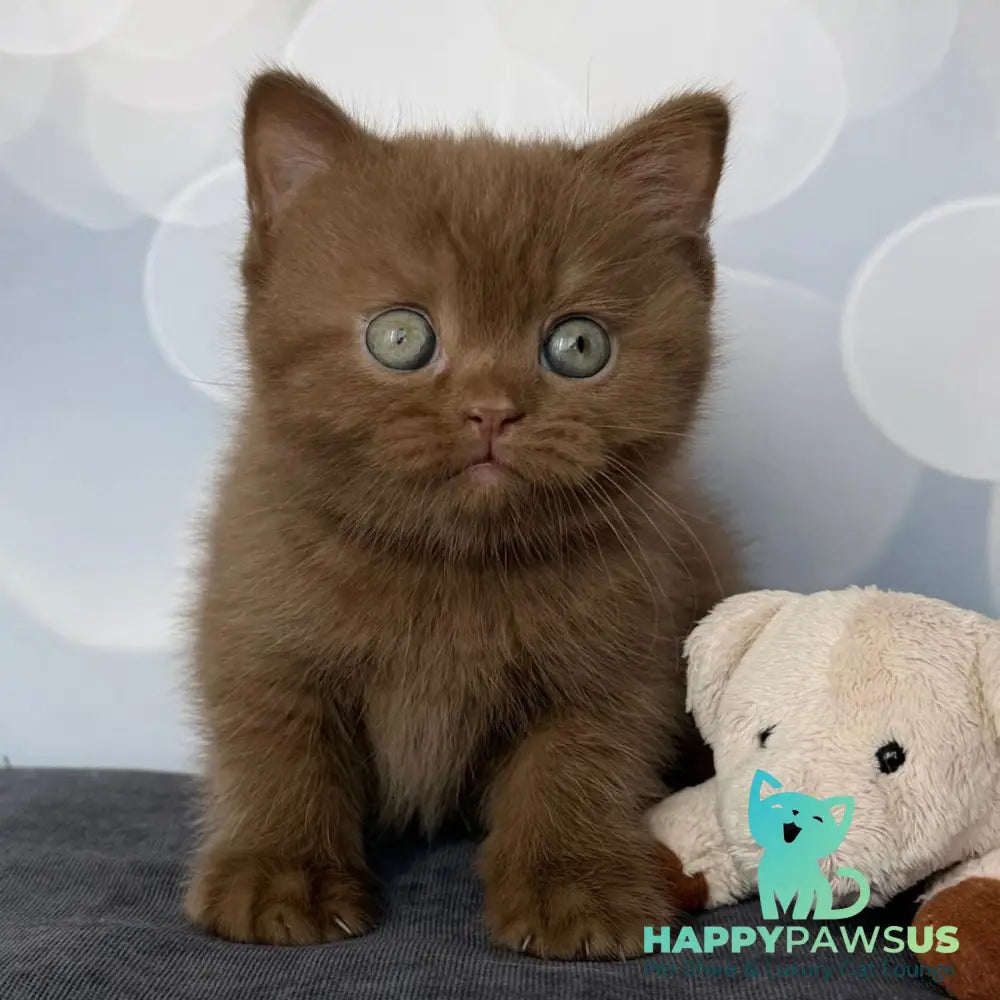 Sultan British Shorthair male cinnamon - live animals