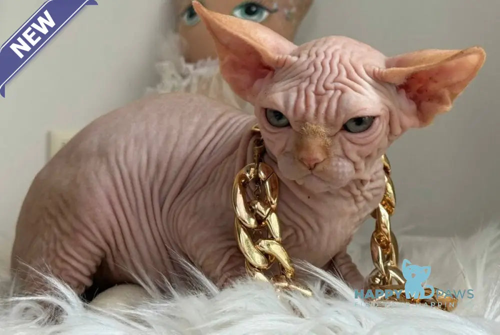 Sultan Canadian Sphynx male red tabby - live animals
