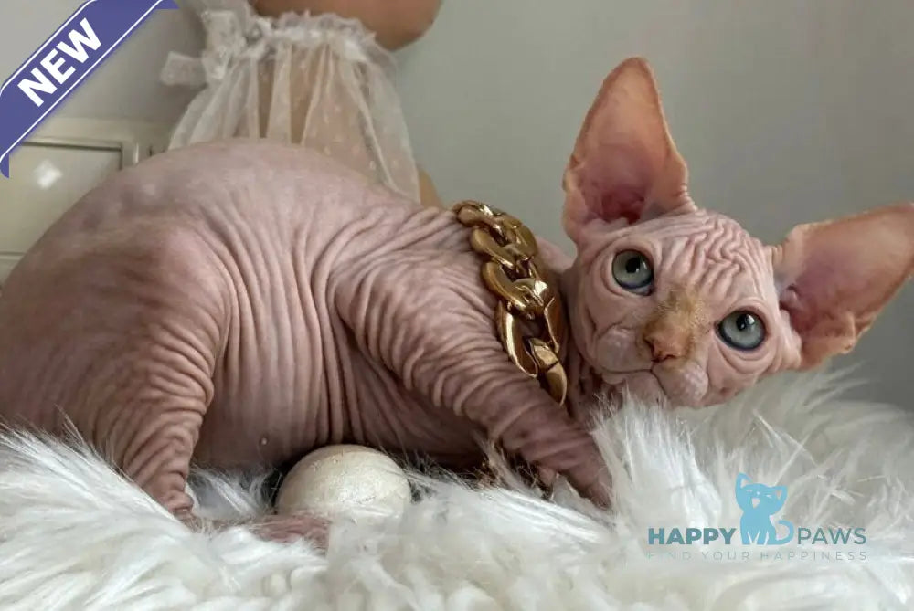 Sultan Canadian Sphynx male red tabby - live animals