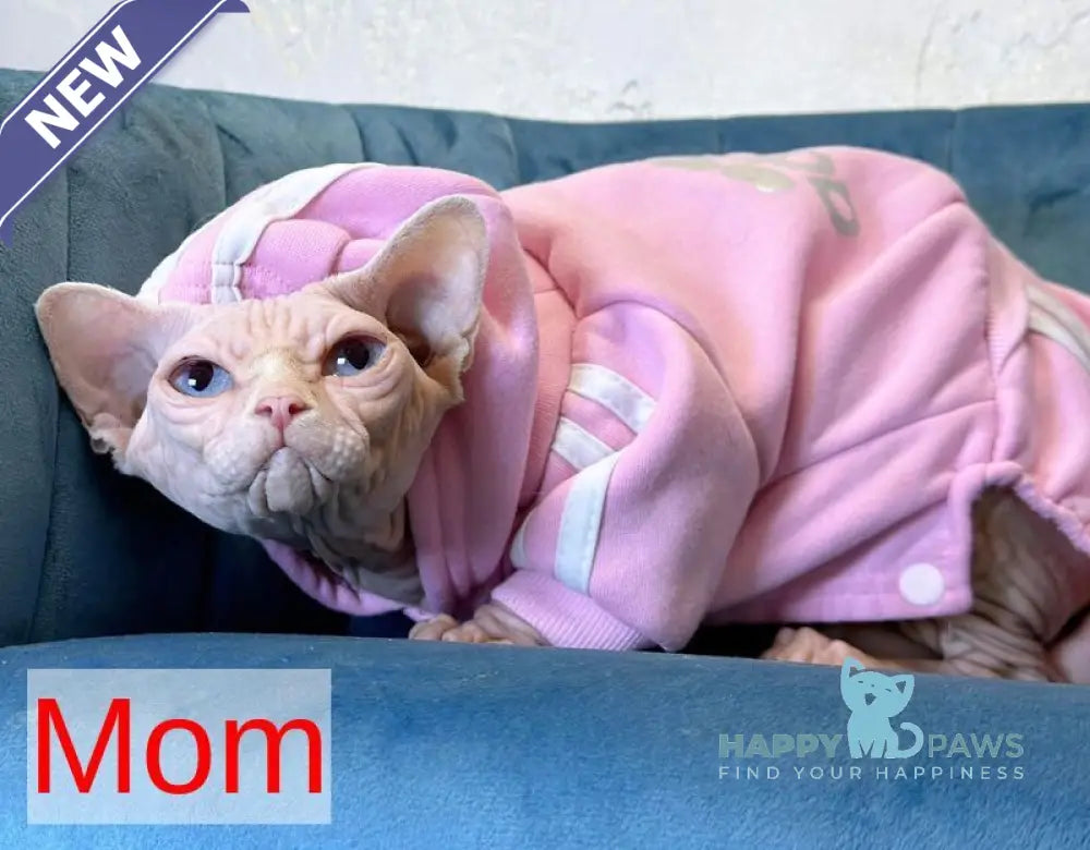 Sultan Canadian Sphynx male red tabby - live animals