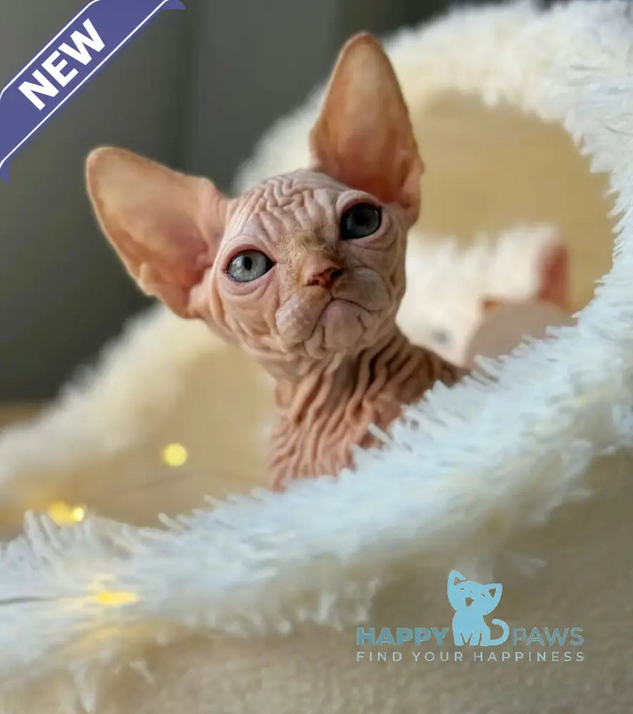 Sultan Canadian Sphynx male red tabby - live animals