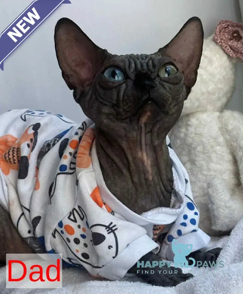 Sultan Canadian Sphynx male red tabby - live animals