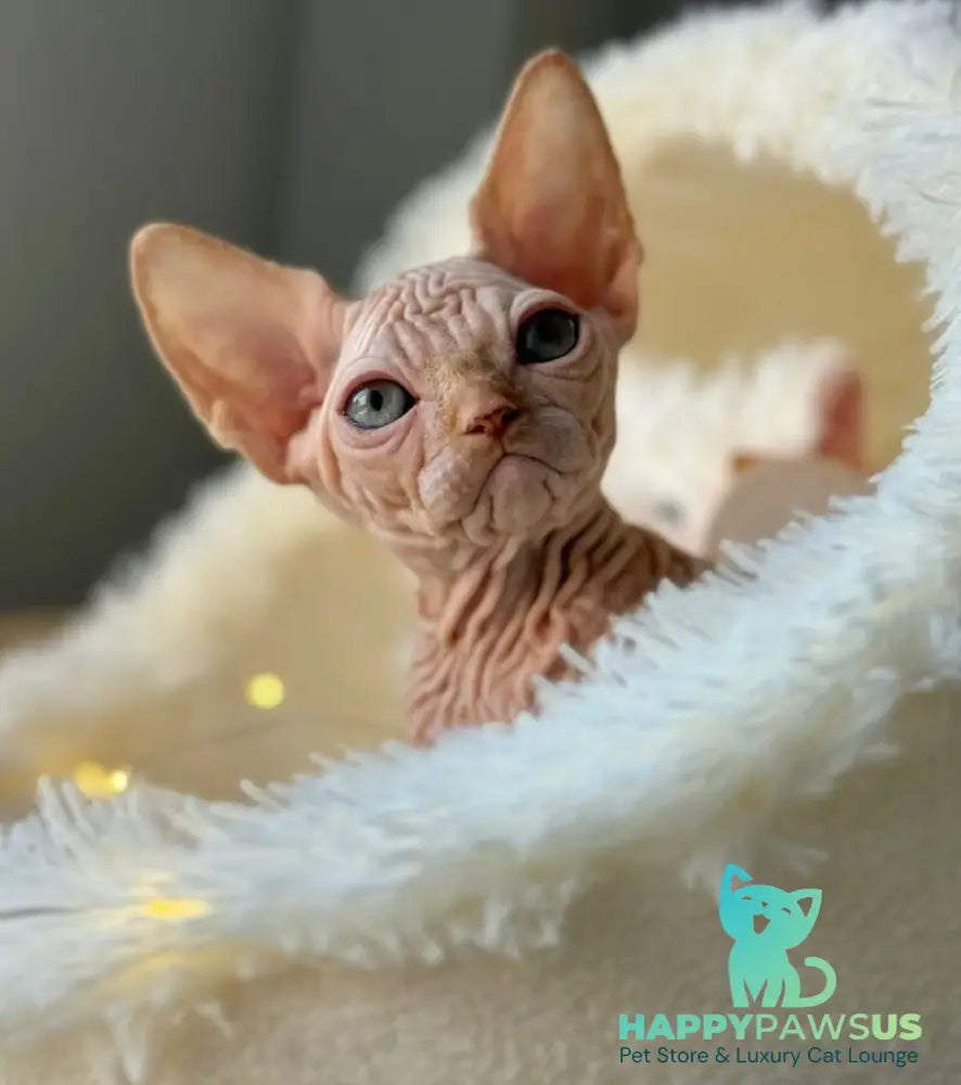 Sultan Canadian Sphynx male red tabby - live animals