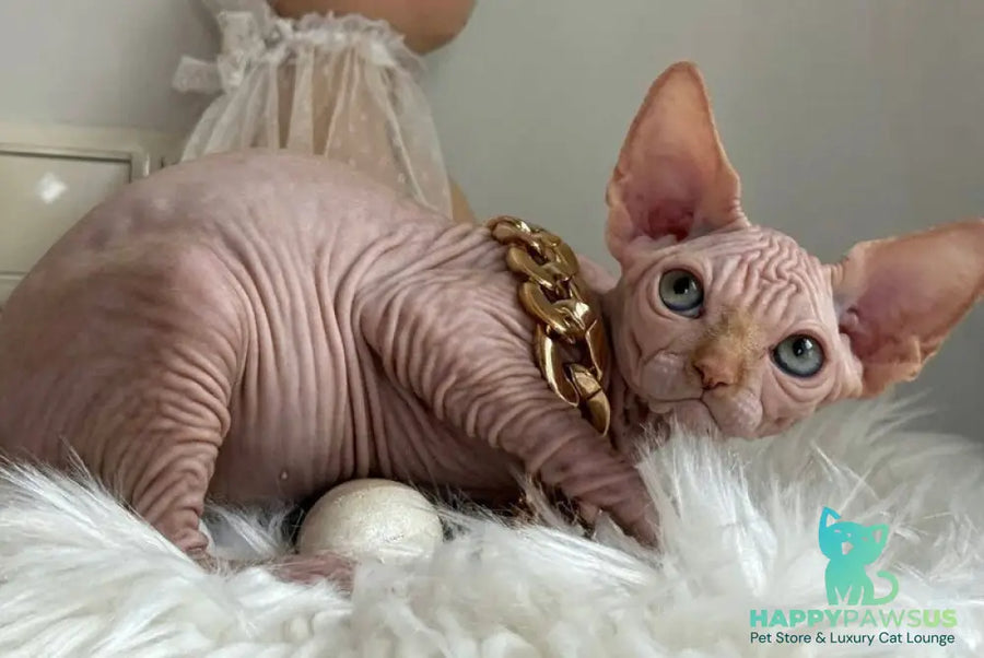 Sultan Canadian Sphynx male red tabby - live animals
