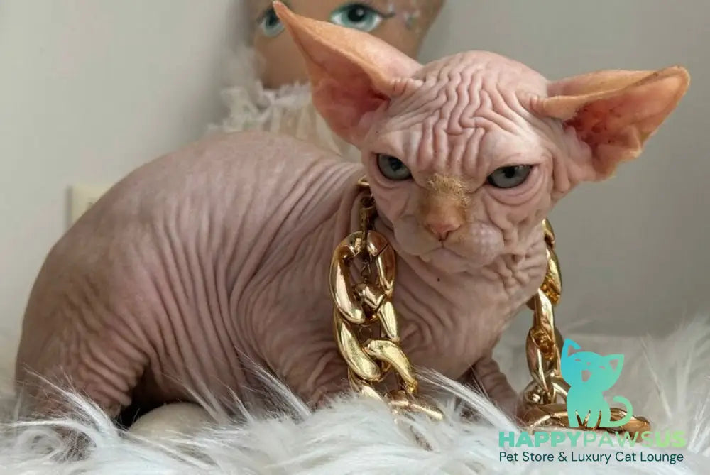 Sultan Canadian Sphynx male red tabby - live animals