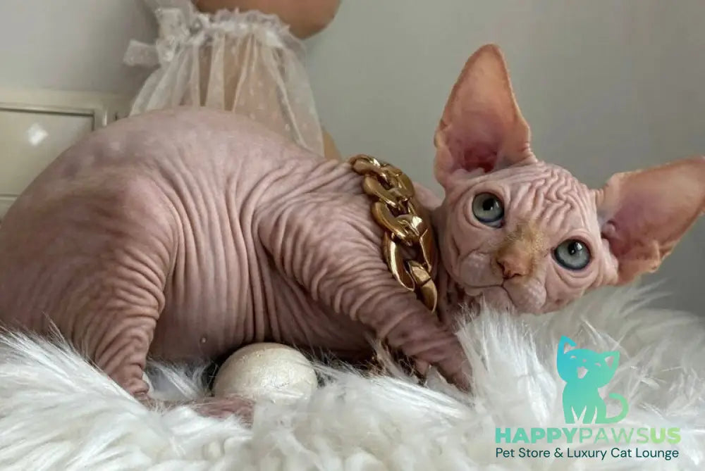 Sultan Canadian Sphynx male red tabby - live animals