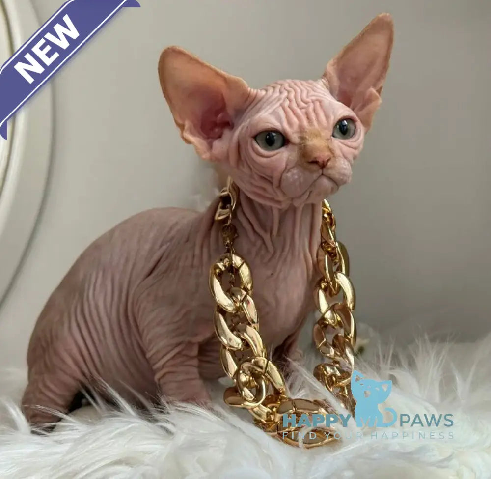 Sultan Canadian Sphynx male red tabby - live animals
