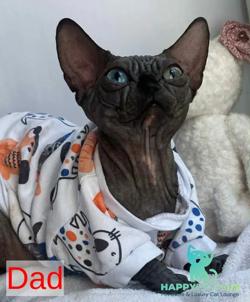 Sultan Canadian Sphynx male red tabby - live animals