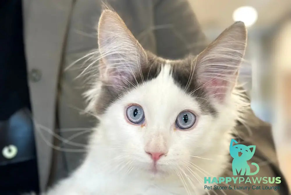 Sultan Maine Coon male blue bicolour live animals