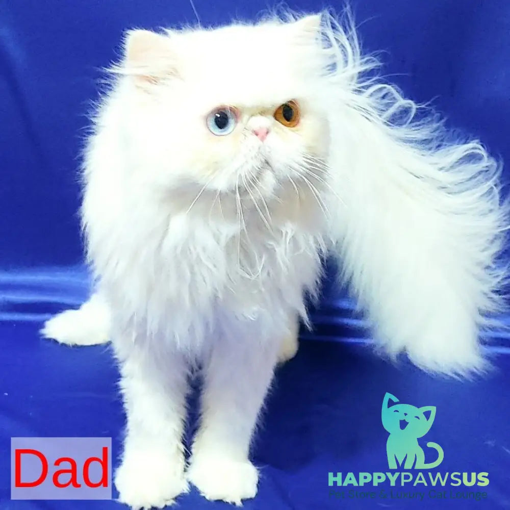 Sultan Persian male cream pointed - live animals