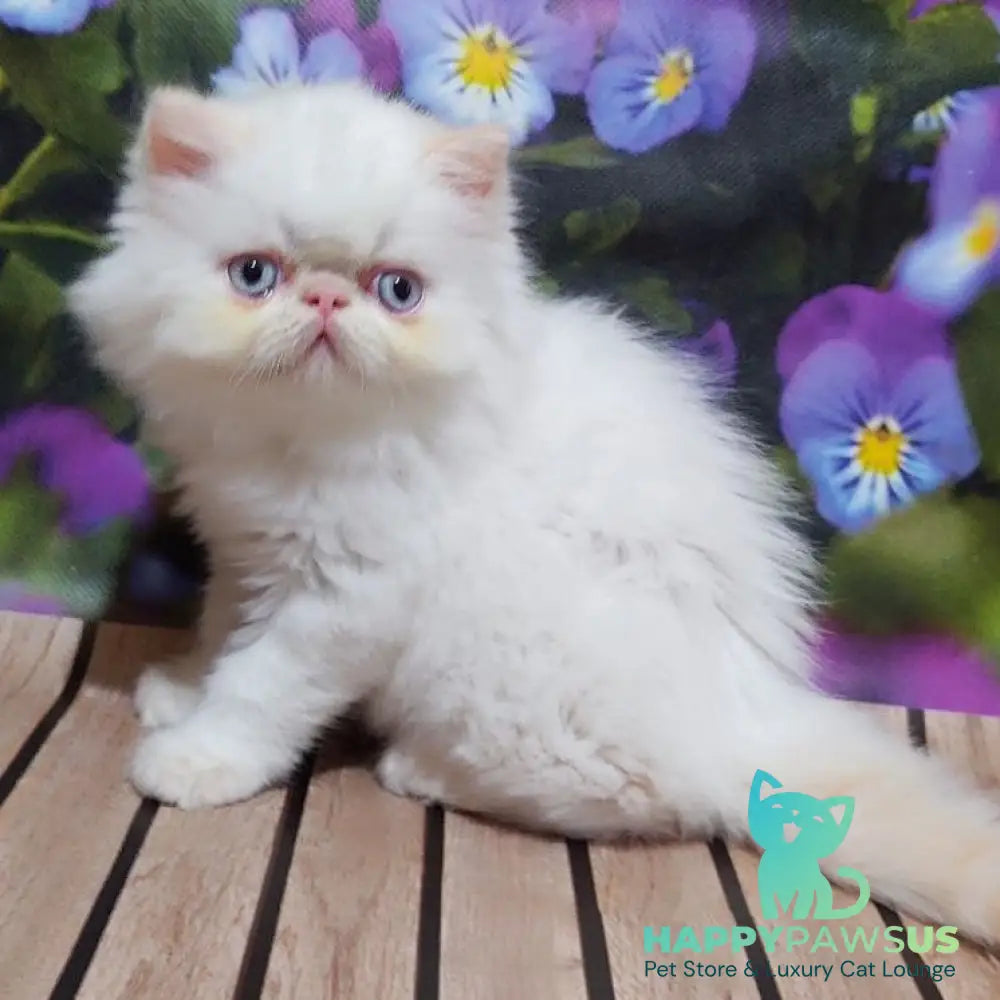 Sultan Persian male cream pointed - live animals