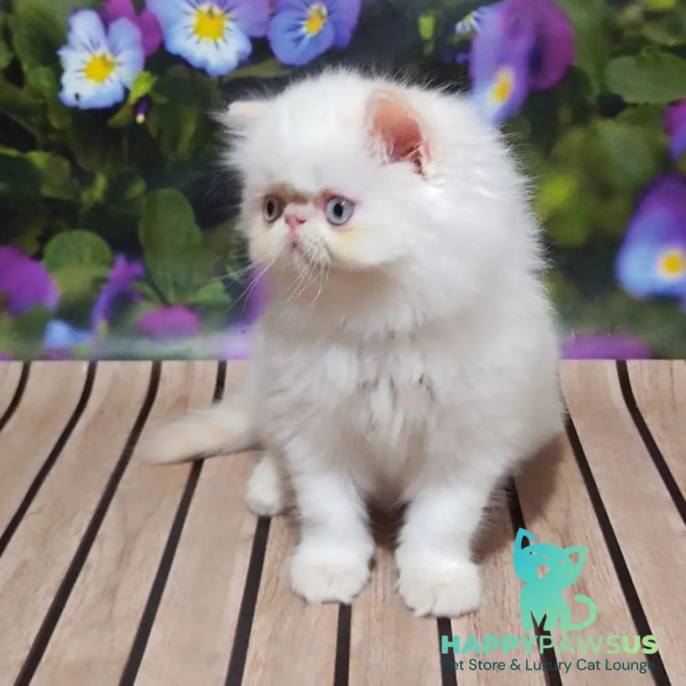 Sultan Persian male cream pointed - live animals