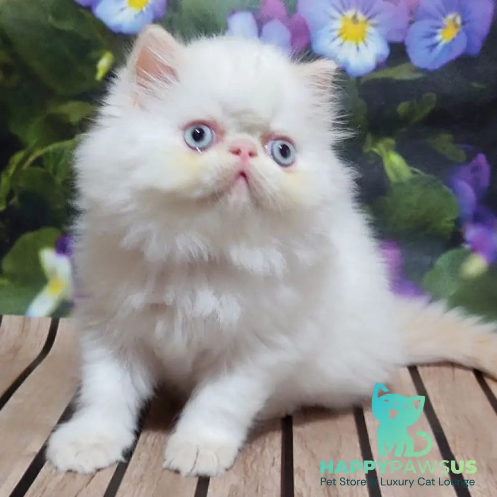 Sultan Persian male cream pointed - live animals